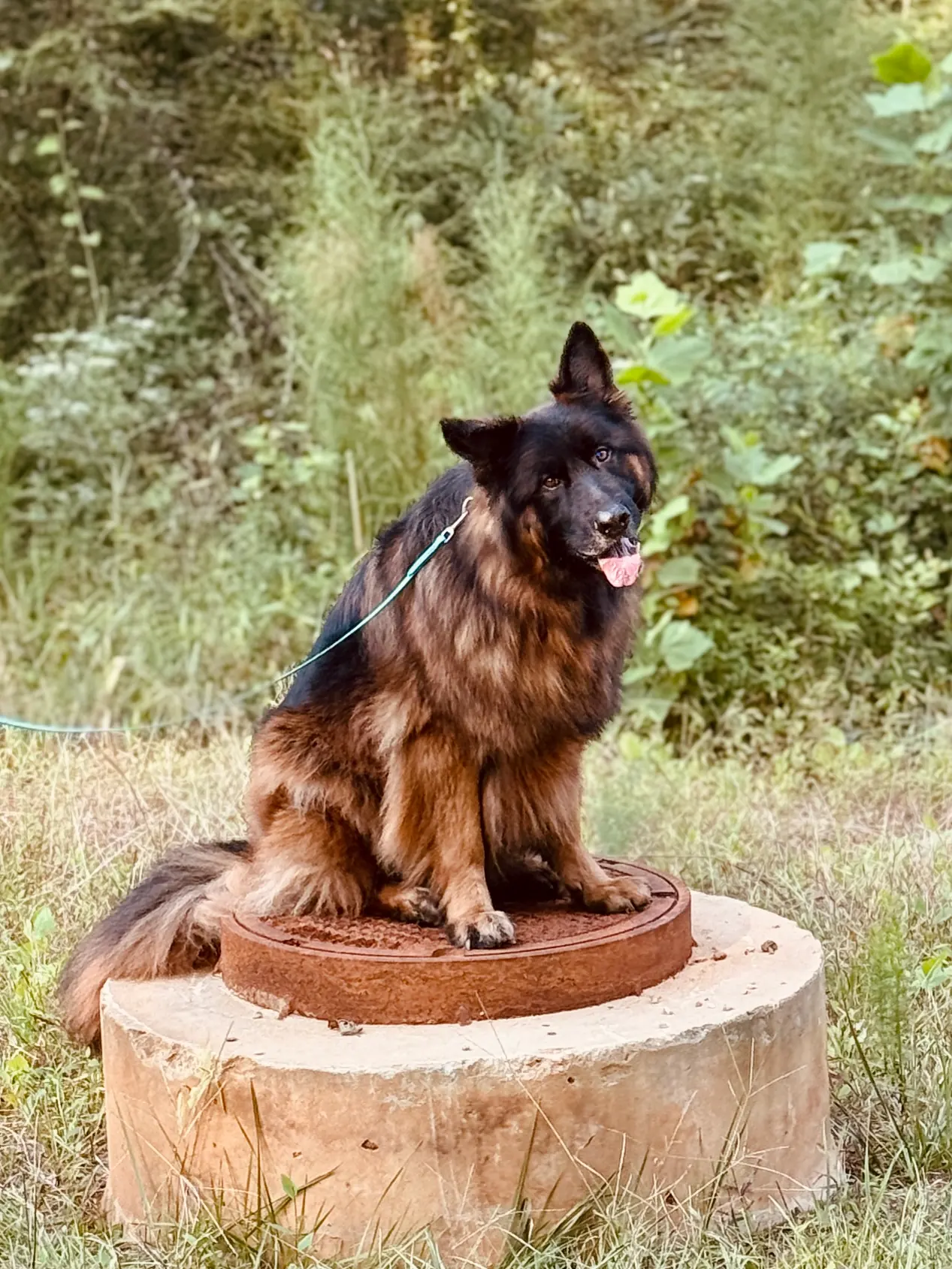 Competitive dog sports training at Georgia Doggy Dojo 11